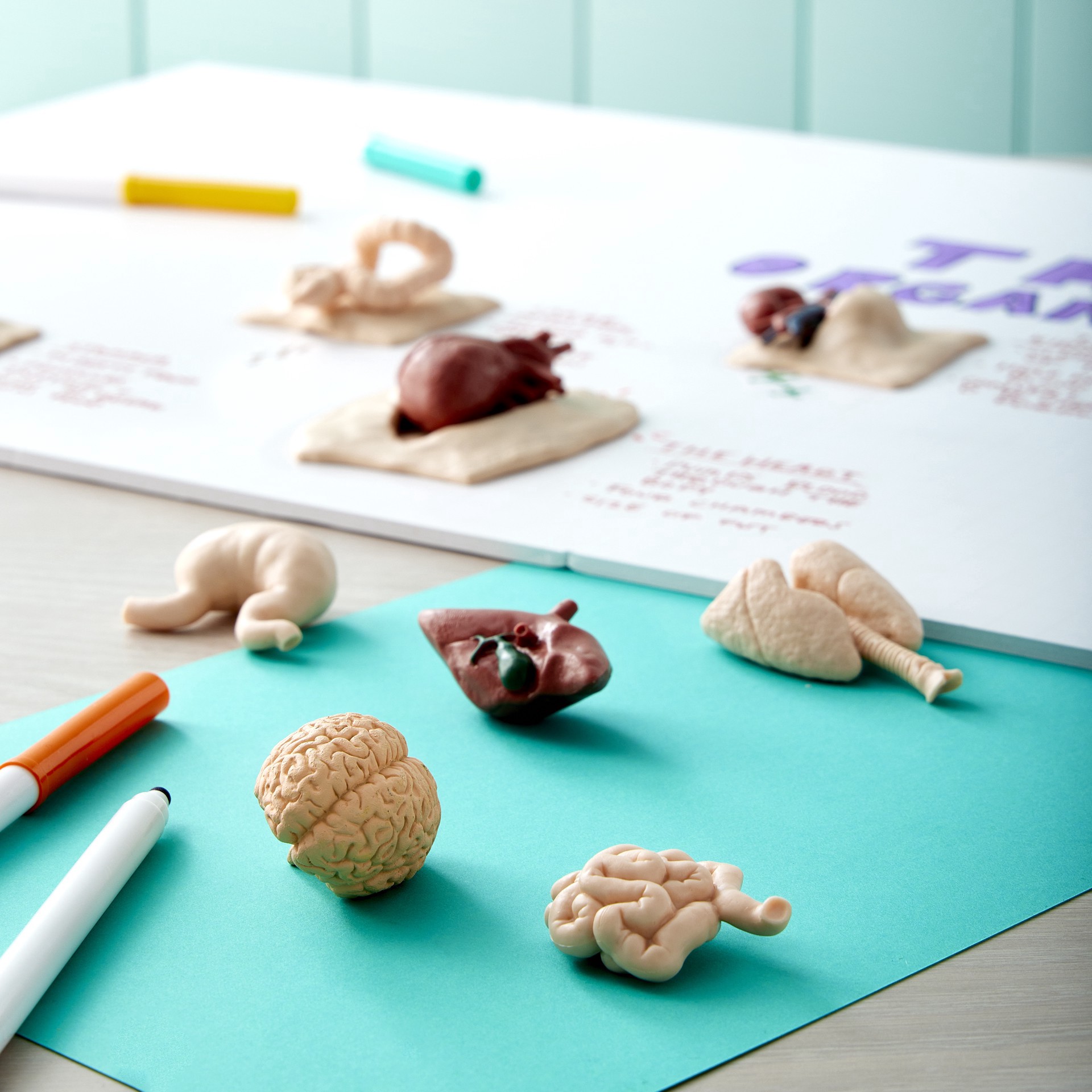 slide 3 of 3, Safari Ltd. Safari Ltd Toob Human Organs, 1.5 in 1.5 in x 12.8 in