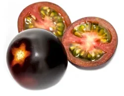 Yoom Tomatoes on the Vine