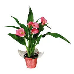 Calla Lily 4 Inch
