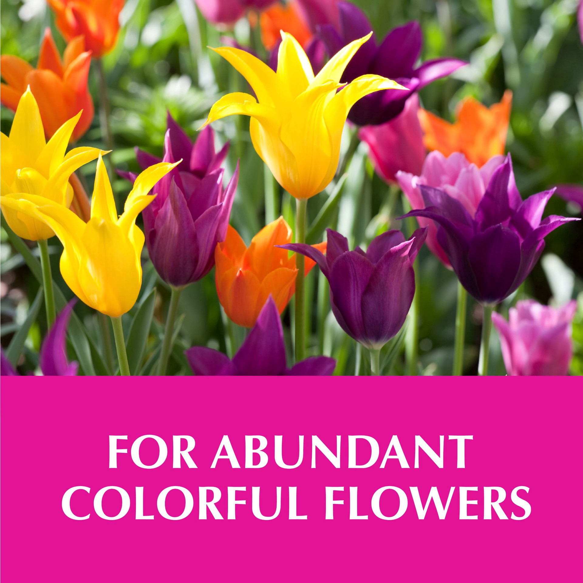 slide 2 of 2, Alaska Morbloom Fertilizer, 1 qt