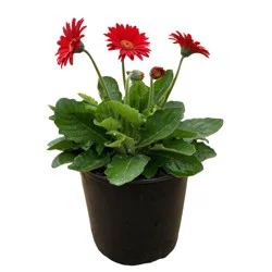 Live Goods Assorted Red Gerber Daisy