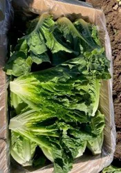 Fresh Romaine Lettuce