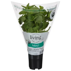 North Shore Living Herbs Mint 1 ea