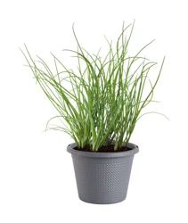 Potted Chives
