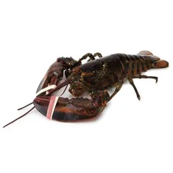 Small 1-1.25 lb Wild Live Lobster
