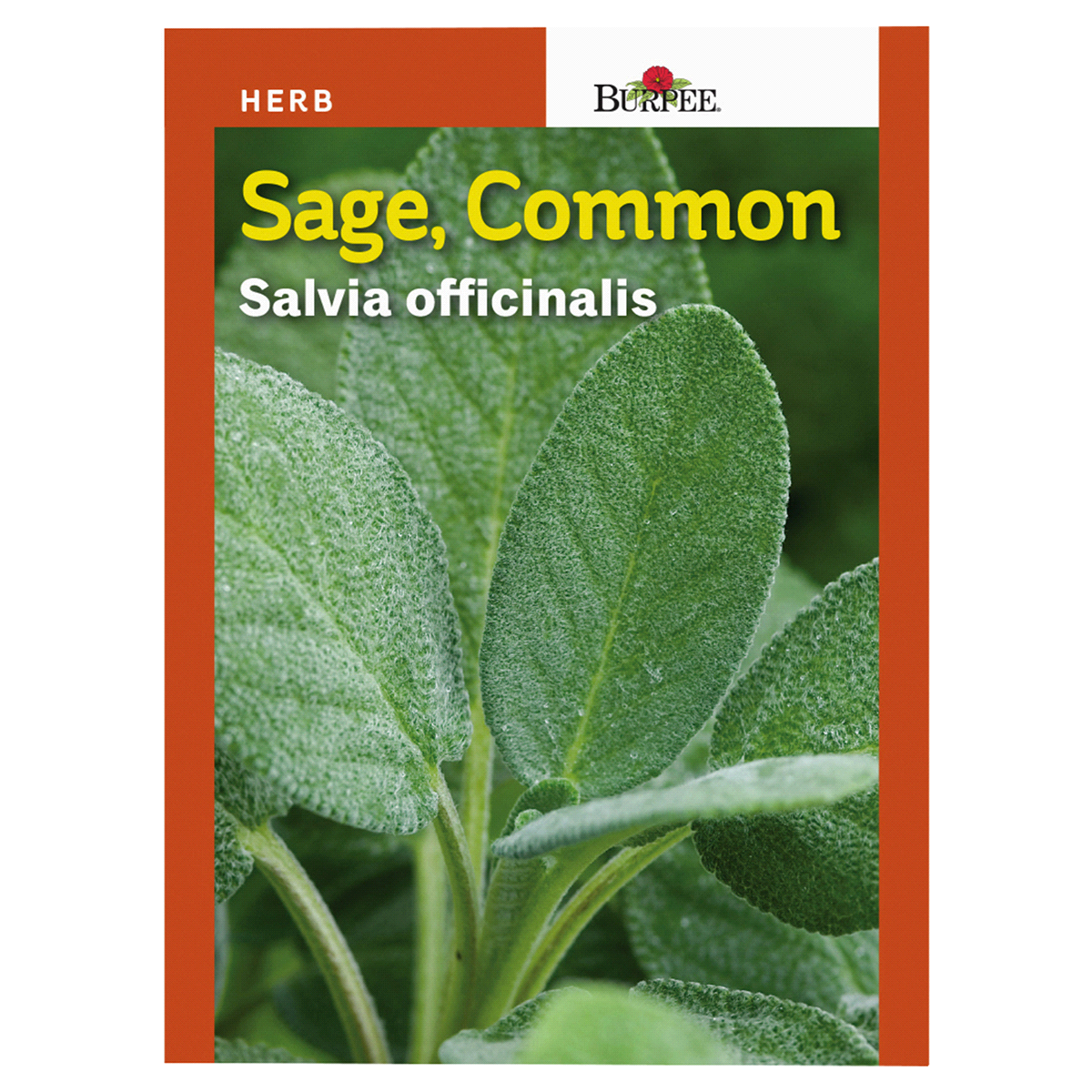 slide 1 of 1, Burpee Sage Common Seeds, 1 ct