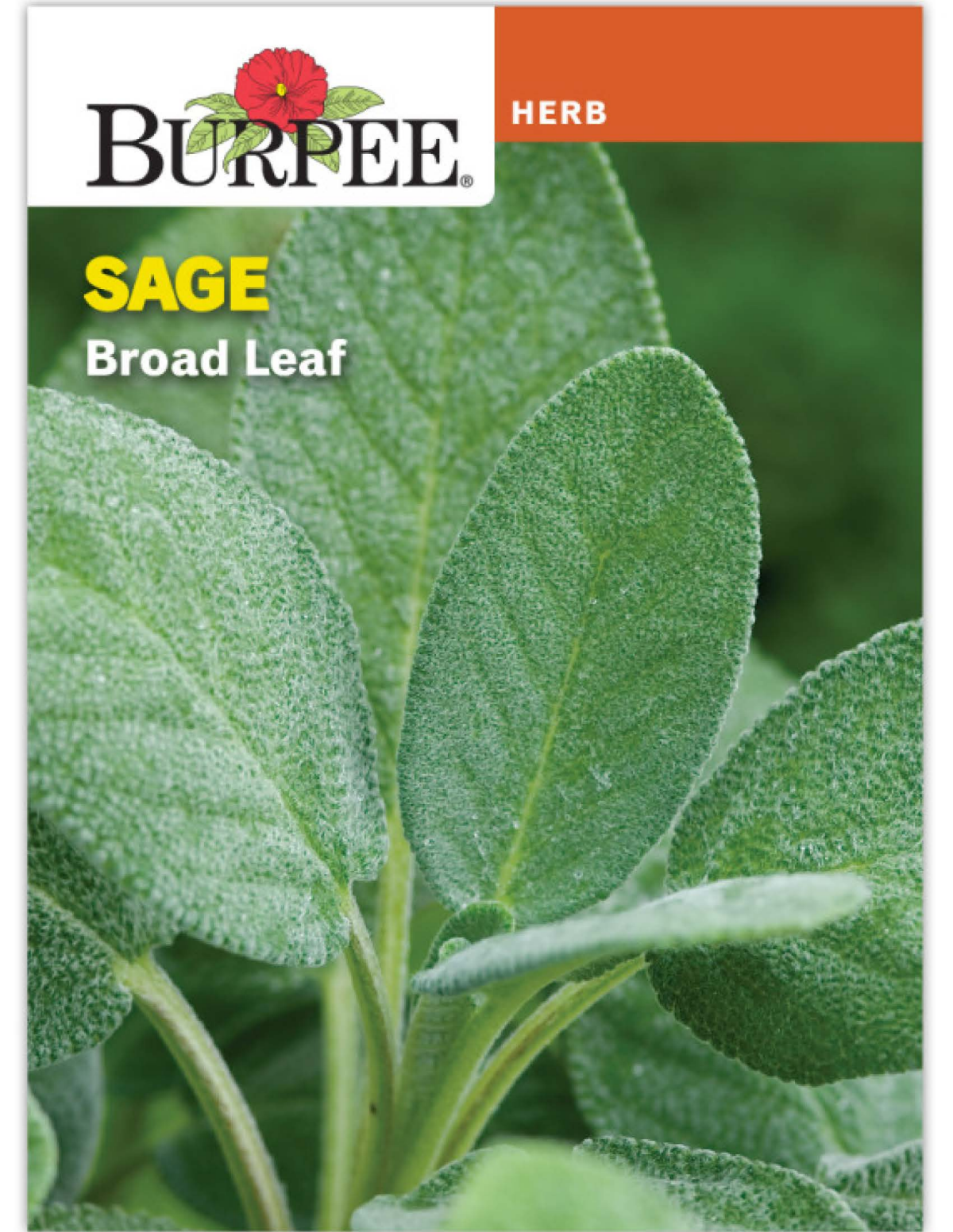 slide 1 of 1, Burpee Common Sage Seeds, 1 ct