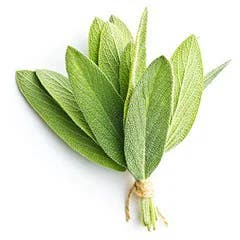 Salvia