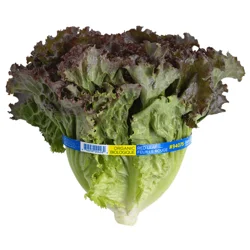 Organic Red Leaf Lettuce
