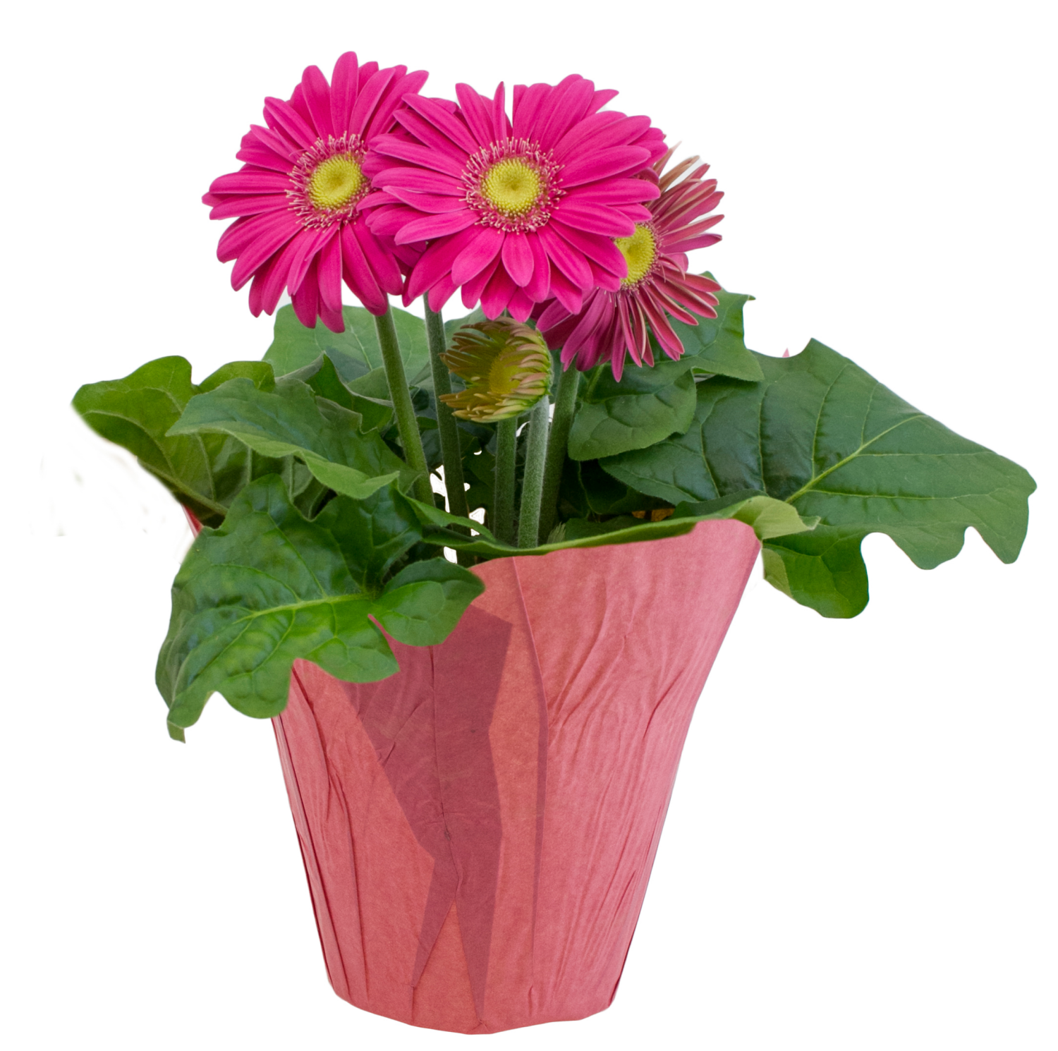 slide 1 of 1, Gerbera Pot 4.5", 4.5 in