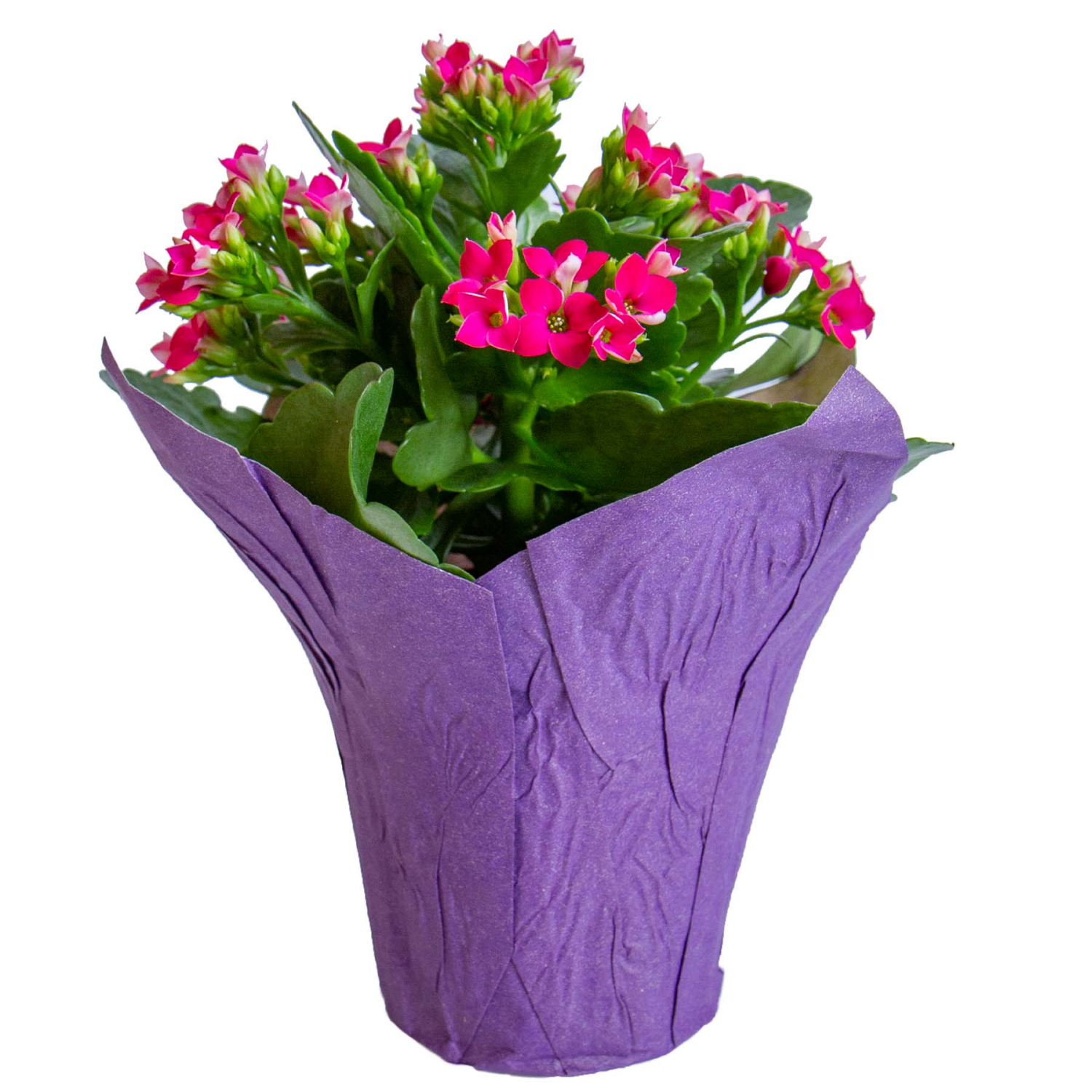 slide 1 of 1, Kalanchoe, 4" Planter, 4 in