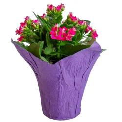 Kalanchoe, 4" Planter