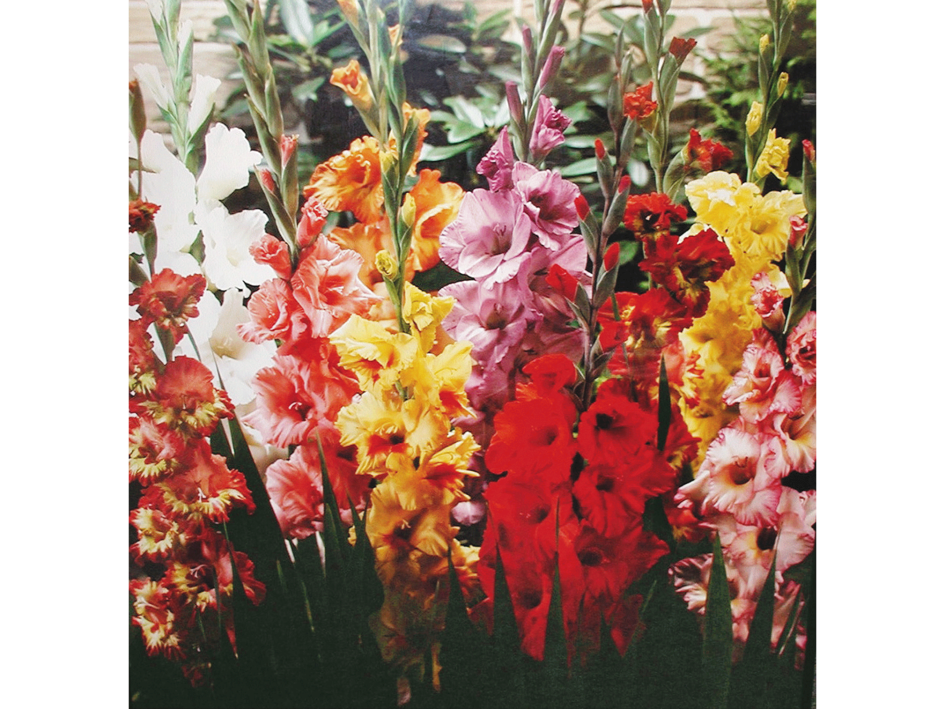 slide 1 of 1, Fresh Cut Gladiola Bunch, 1 ct