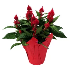 Celosia In Potcover