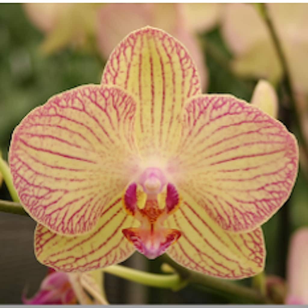 slide 2 of 4, Mixed Moth Orchid House Plant in 1-Quart Pot, 1 ct