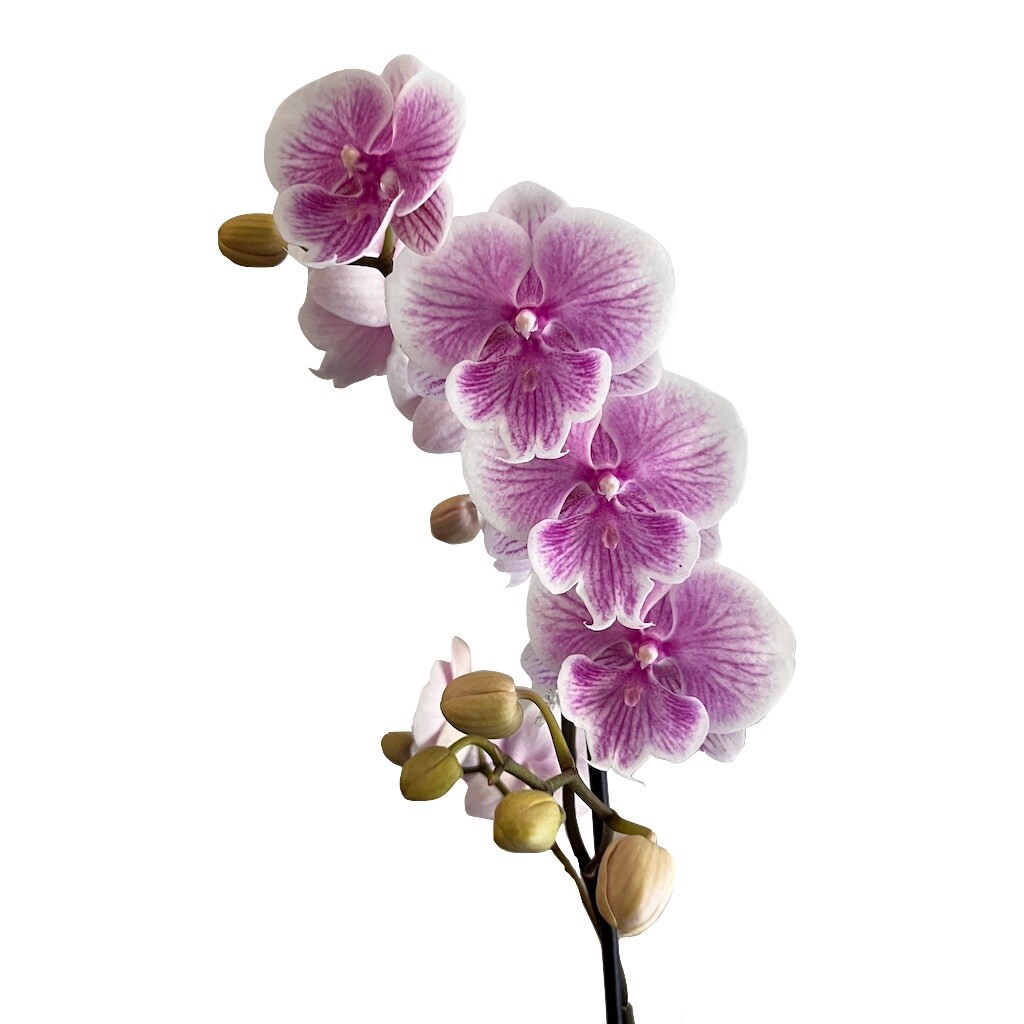 slide 3 of 4, Mixed Moth Orchid House Plant in 1-Quart Pot, 1 ct