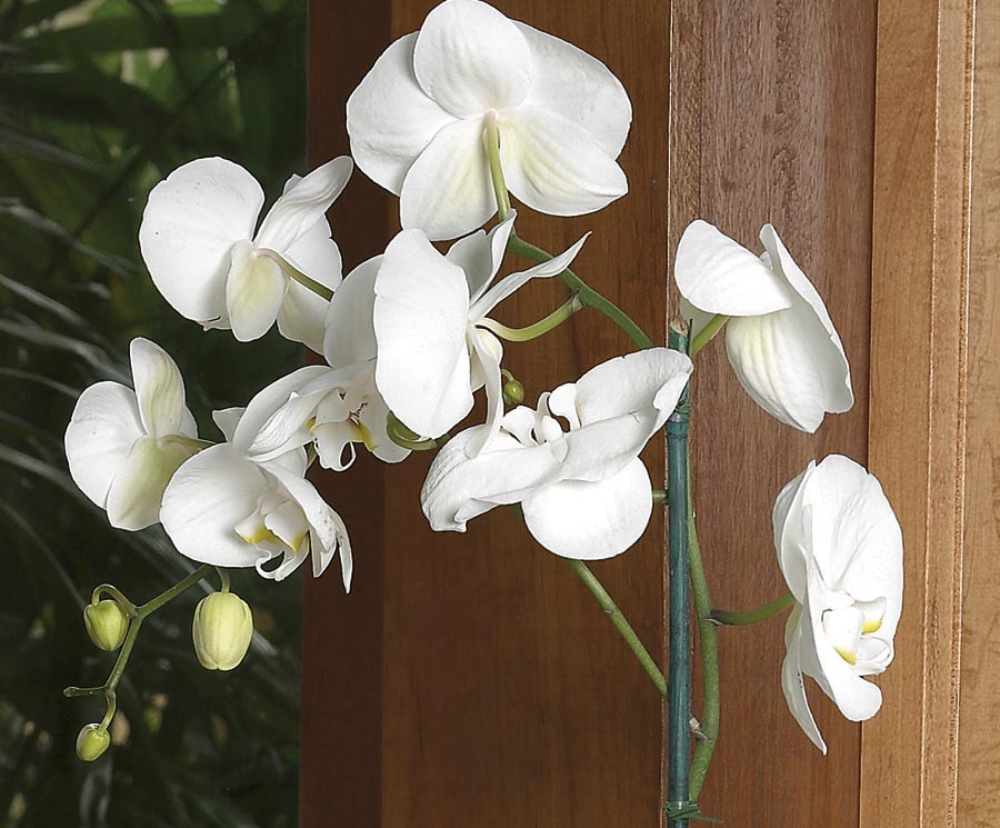 slide 4 of 4, Mixed Moth Orchid House Plant in 1-Quart Pot, 1 ct