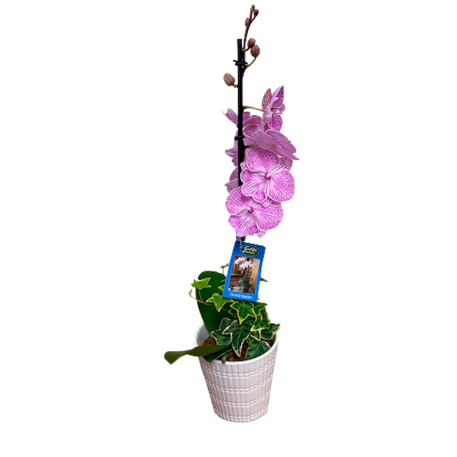 slide 1 of 4, Mixed Moth Orchid House Plant in 1-Quart Pot, 1 ct