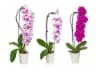Color Waterfall Orchid Ceramic - Ea