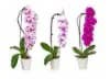 Color Waterfall Orchid Ceramic - Ea