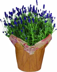 6 Inch Lavender Plant