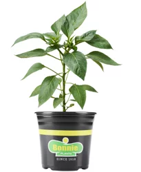 Bonnie Plants Thai Hot Pepper 1 gal