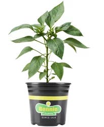 Bonnie Plants Thai Hot Pepper 1 gal