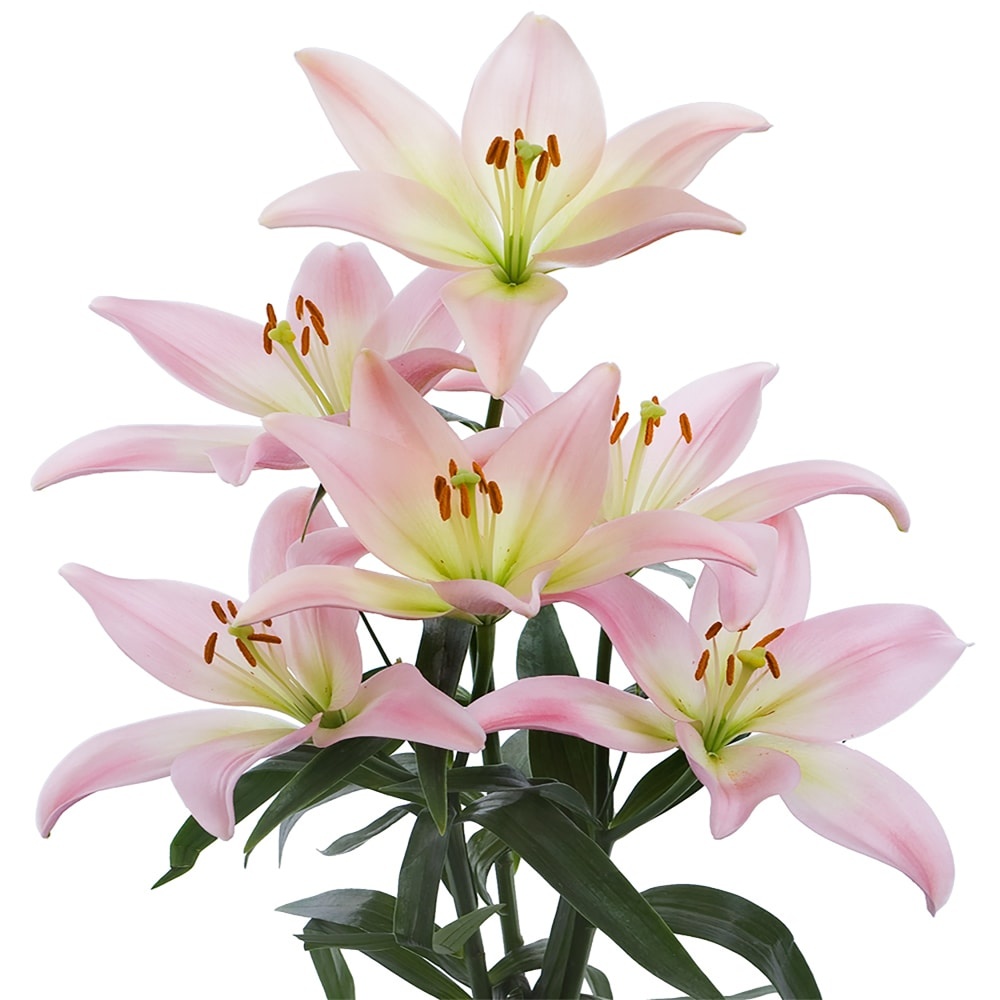 slide 1 of 1, BLOOM HAUS Hybrid Lilies, 3 ct