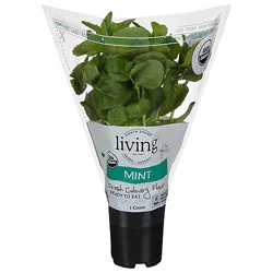 North Shore Organic Fun Size Potted Basil