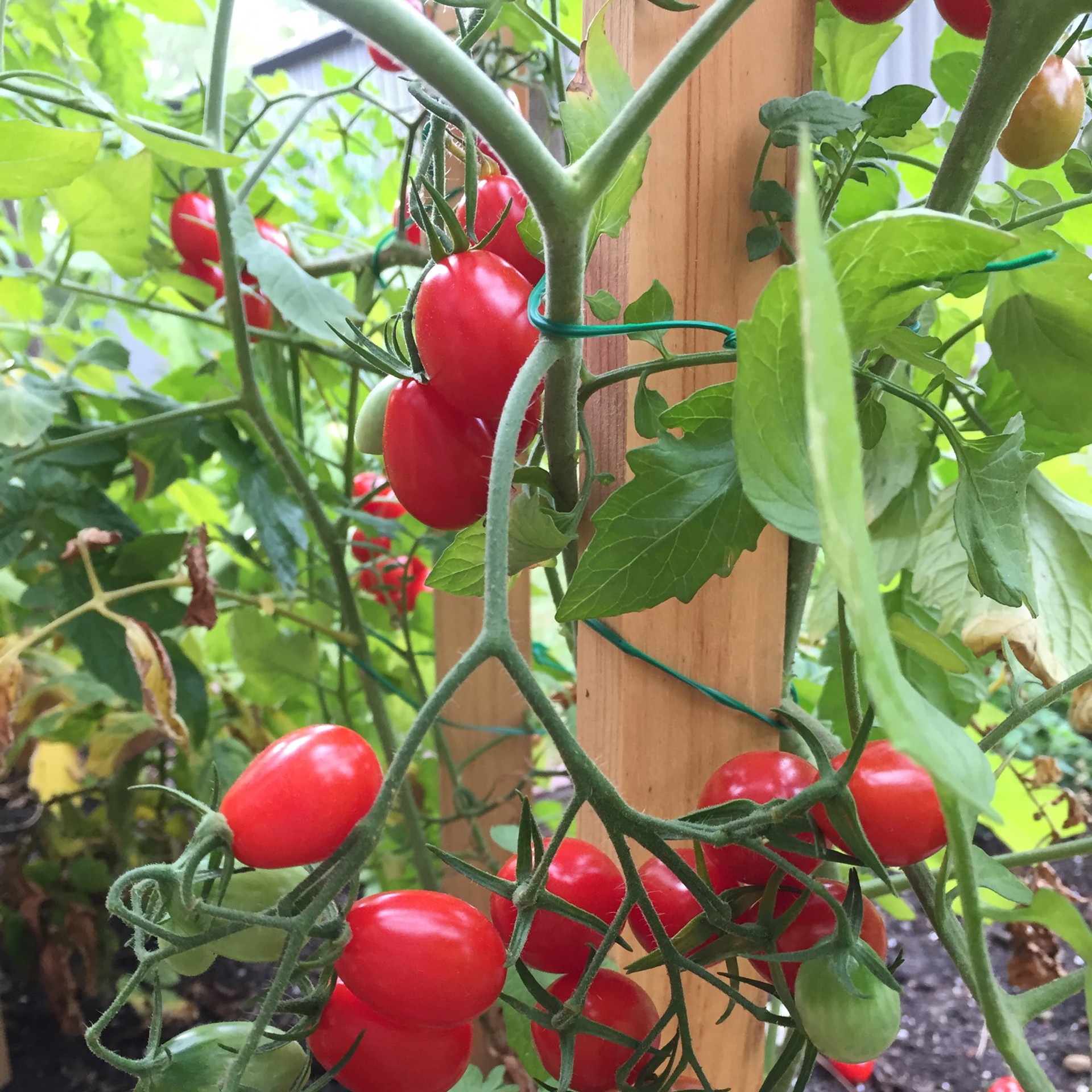 slide 2 of 6, 6 -Pack 60-in Wood Multipurpose Landscape Stake, 1 ct