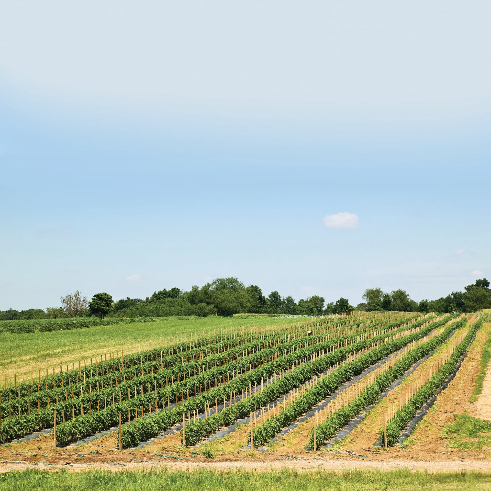 slide 4 of 6, 6 -Pack 60-in Wood Multipurpose Landscape Stake, 1 ct