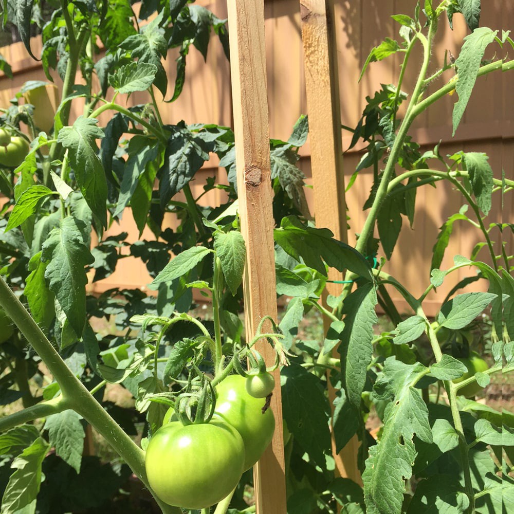 slide 5 of 6, 6 -Pack 60-in Wood Multipurpose Landscape Stake, 1 ct