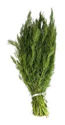 Dill - Urban Greens
