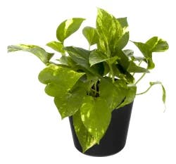 DSFG Pothos - 6 INCH