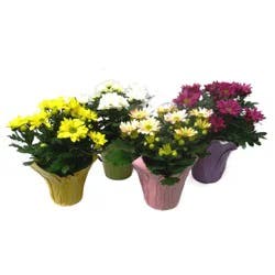 Floral Blooming Assorted Mums