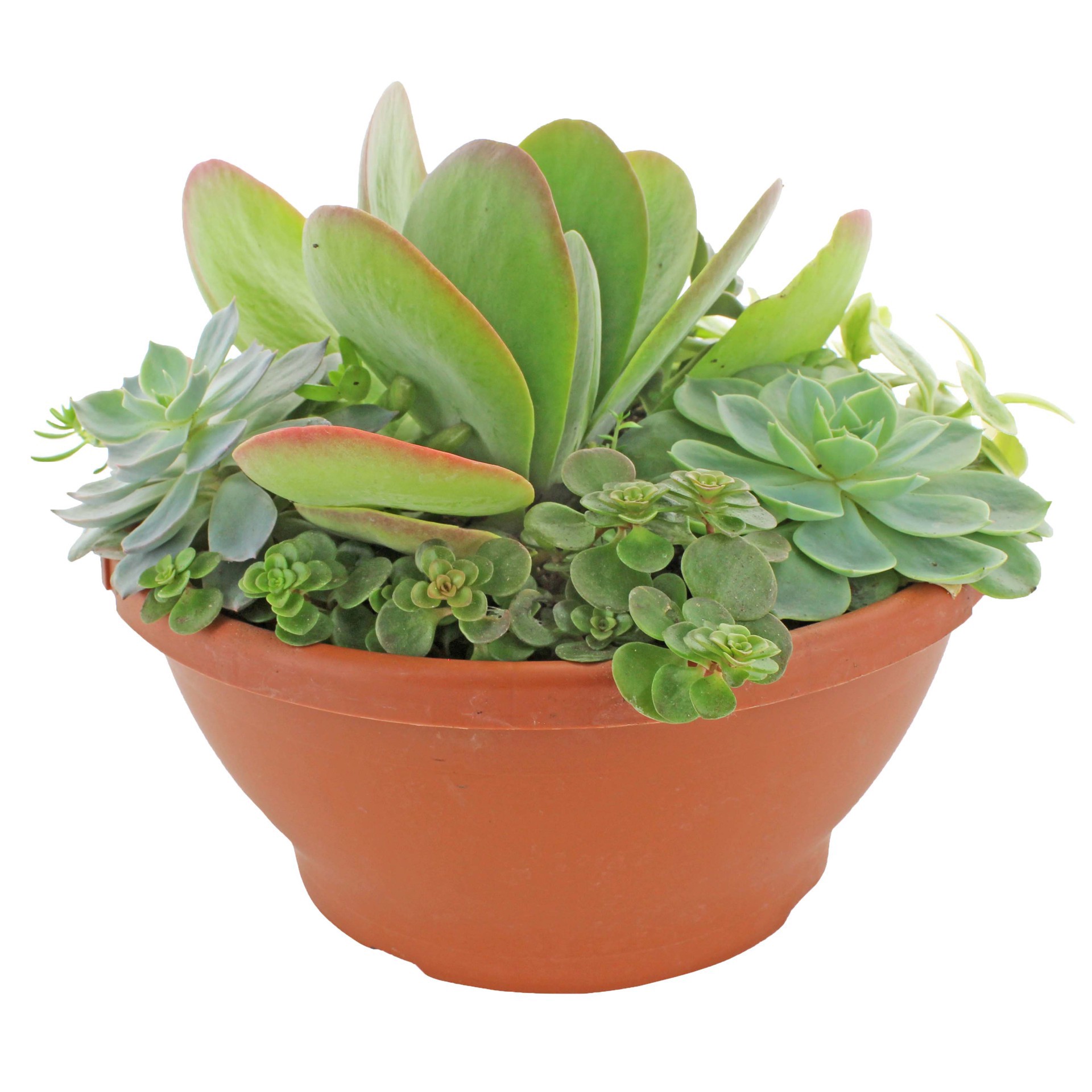 slide 1 of 1, Natures Herb Farm Succulent Bowl, 8 in