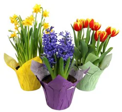 Rocket Farms Bulbs in Pot Cover