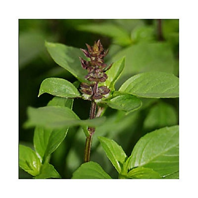 slide 1 of 1, Natures Herb Farm Cinnamon Basil, 6 in