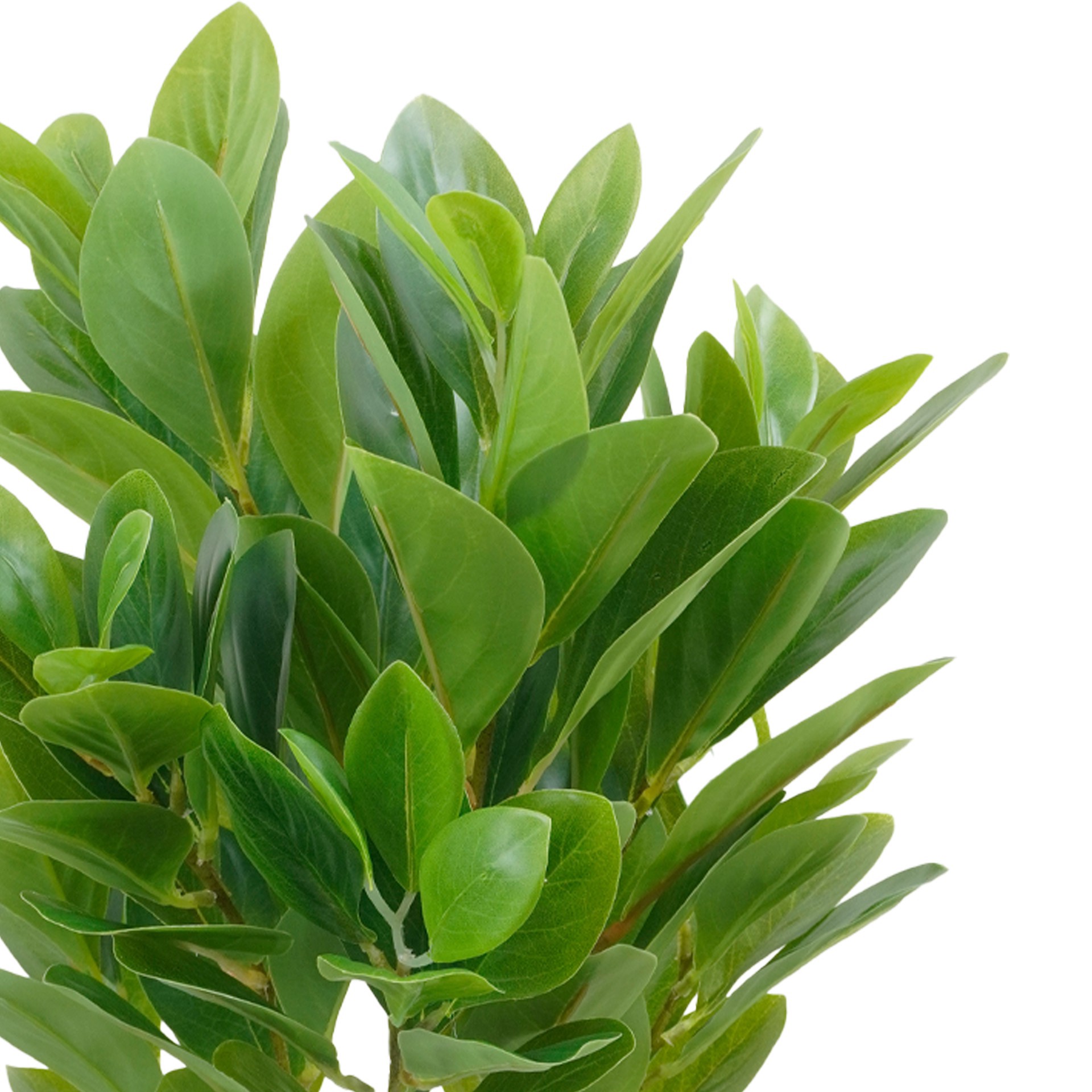 slide 3 of 4, 21" Green Watercress Bush By Ashland, 21 in