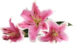 Central Market Pink Oriental Lilies
