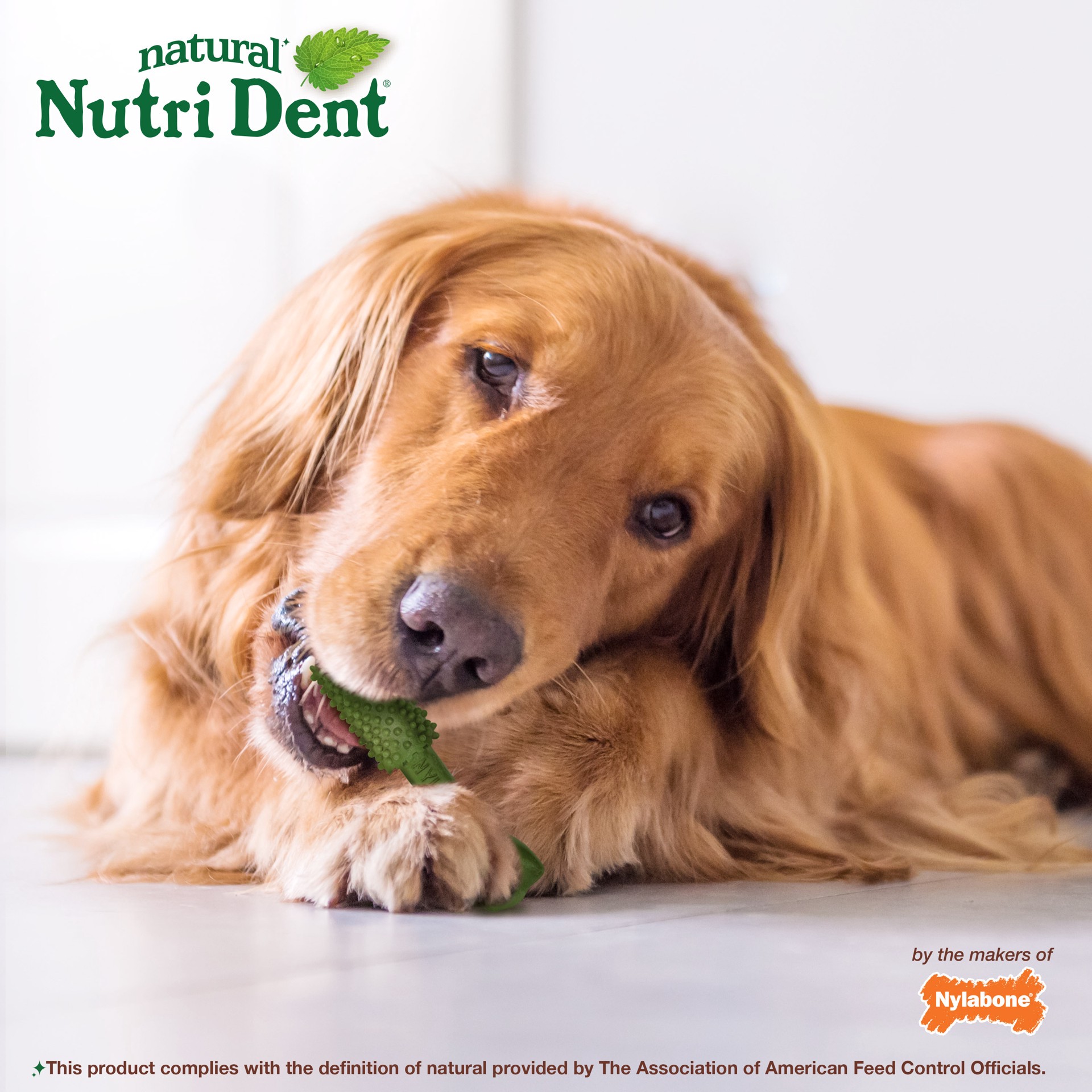slide 2 of 10, Nylabone Nutri Dent Fresh Breath Flavored Dental Chews Large - 30 lbs. to 50 lbs.(20 Count), large; 2.2 lb