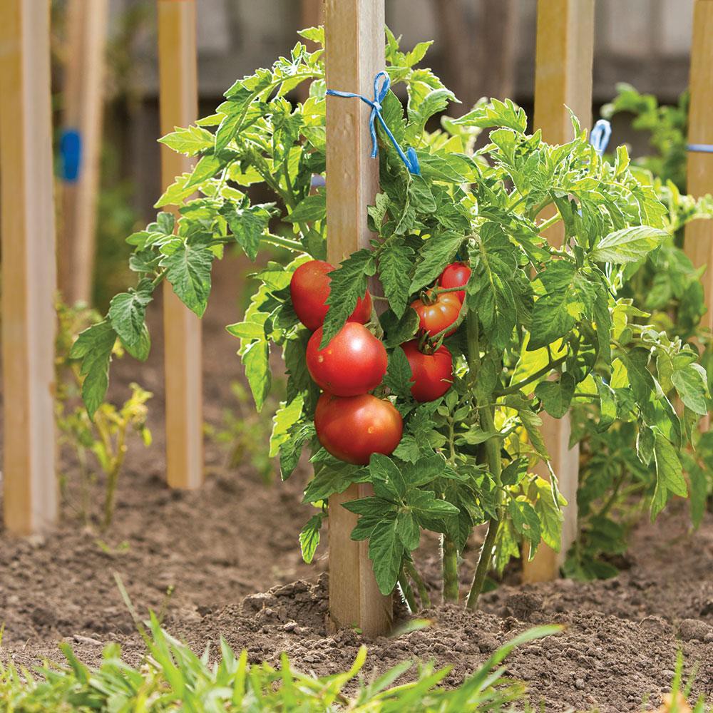 slide 2 of 5, 6 -Pack 24-in Wood Multipurpose Landscape Stake, 1 ct