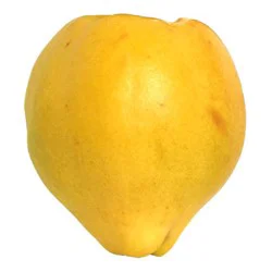 Quince