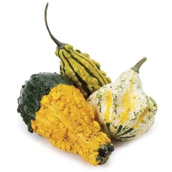Ornamental Gourds Bulk - Each