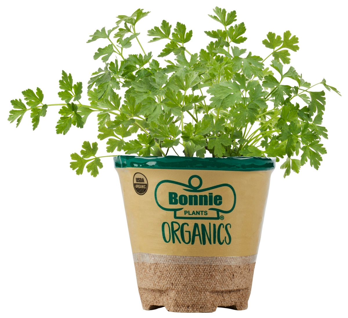 slide 1 of 1, Bonnie Plants Organic Flat Italian Parsley 14.6 oz, 14.6 oz