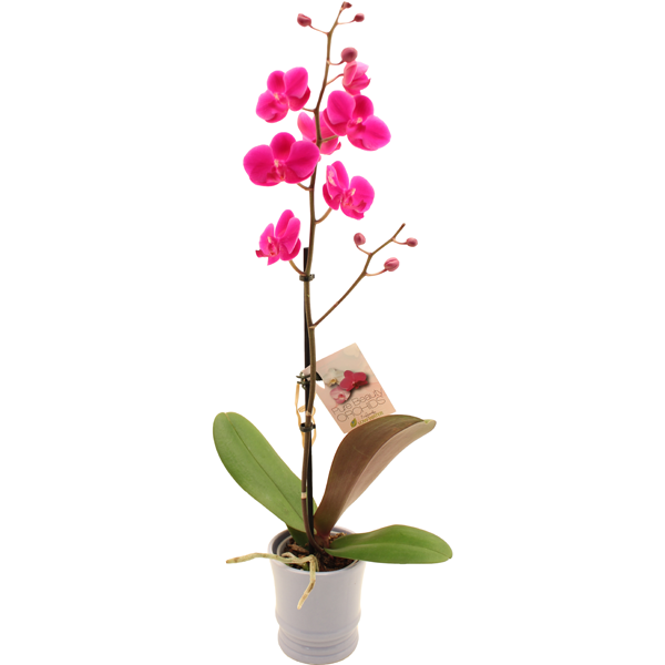 slide 1 of 1, Plants Floral Mini Orchid, 4 in