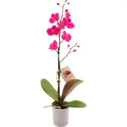 Blooming 4 in Mini Orchid