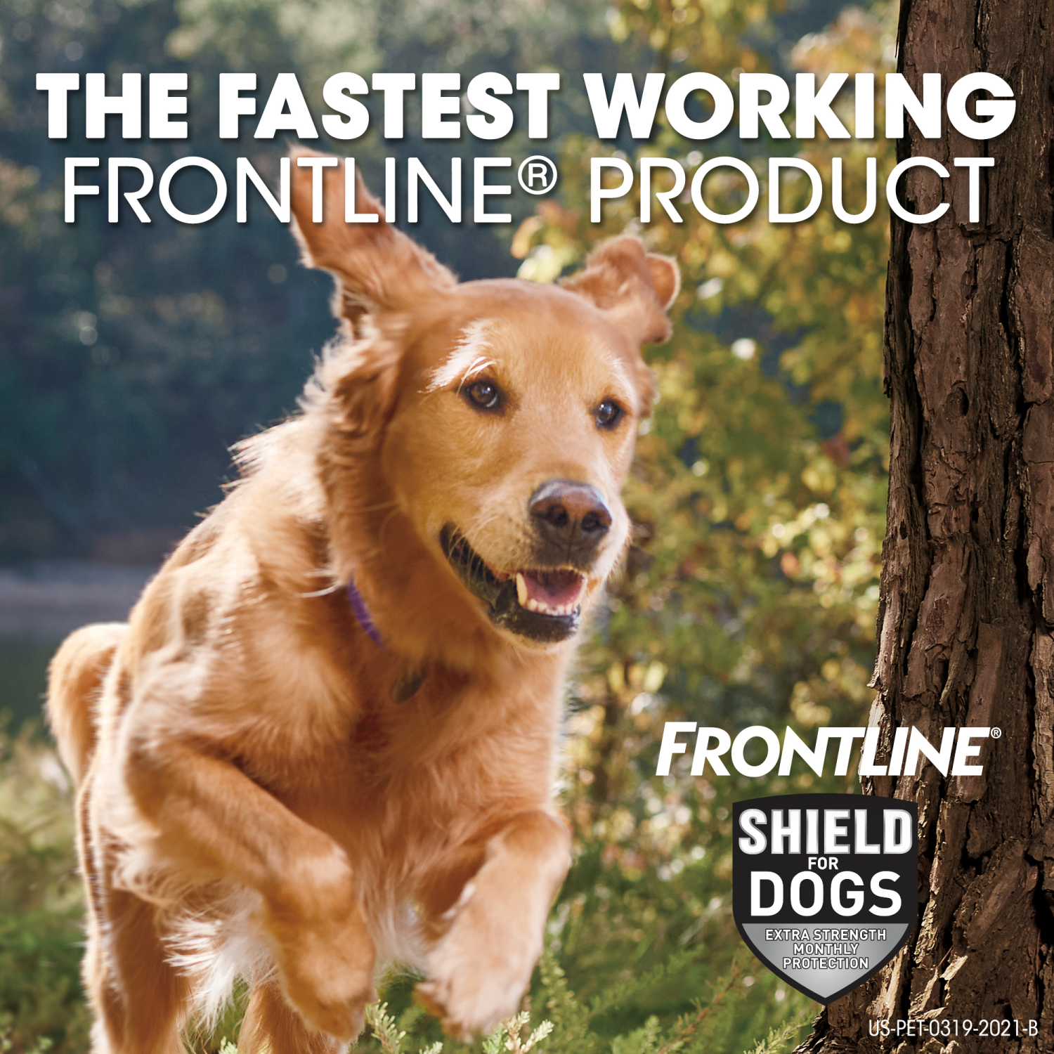 slide 5 of 8, Frontline Shield Topical Flea & Tick for Medium Dogs, 3 applications, 3 ct