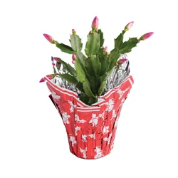 Floral Christmas Cactus