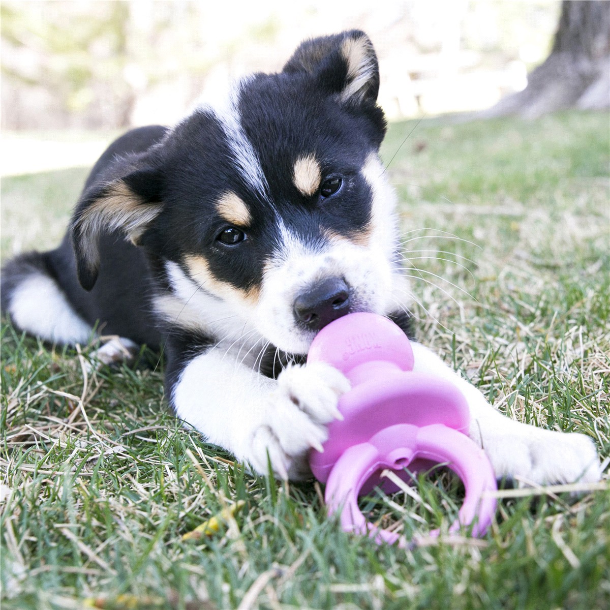 slide 9 of 13, KONG Puppy Binkie™ Sm, 3.9 oz